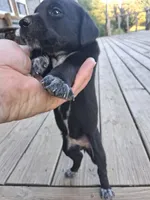 Female 4, a female German Shorthaired Pointer for sale in Moulton, AL – 1 of 2