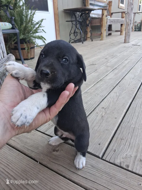 Male 3 – German Shorthaired Pointer puppy for sale in Moulton, AL