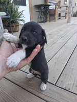 Male 3, a male German Shorthaired Pointer for sale in Moulton, AL – 1 of 2