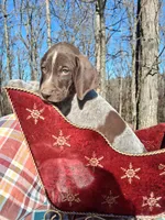 Male 3, a male German Shorthaired Pointer for sale in Moulton, AL – Photo 1 of 4