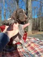 Male 3, a male German Shorthaired Pointer for sale in Moulton, AL – Photo 3 of 4