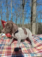 Male 3, a male German Shorthaired Pointer for sale in Moulton, AL – Photo 4 of 4