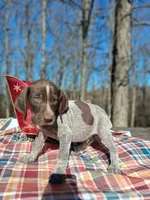 Male 3, a male German Shorthaired Pointer for sale in Moulton, AL – Photo 2 of 4