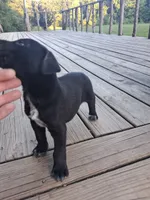 Male 4, a male German Shorthaired Pointer for sale in Moulton, AL – 1 of 2