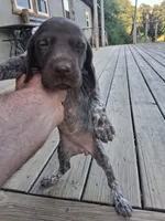 Female 1, a female German Shorthaired Pointer for sale in Moulton, AL – 1 of 2