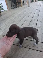 Male 2, a male German Shorthaired Pointer for sale in Moulton, AL – 2 of 2