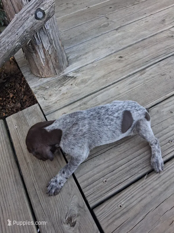 Female 2 – German Shorthaired Pointer puppy for sale in Moulton, AL