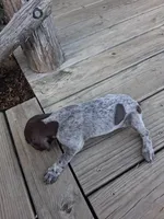 Female 2, a female German Shorthaired Pointer for sale in Moulton, AL – 1 of 2