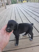 Female 4, a female German Shorthaired Pointer for sale in Moulton, AL – 2 of 2