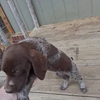 Female 1, a female German Shorthaired Pointer for sale in Moulton, AL – Photo 7 of 10