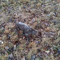 Female 1, a female German Shorthaired Pointer for sale in Moulton, AL – Photo 6 of 10