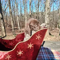 Female 1, a female German Shorthaired Pointer for sale in Moulton, AL – Photo 3 of 10