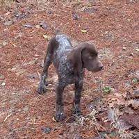 Female 1, a female German Shorthaired Pointer for sale in Moulton, AL – Photo 9 of 10
