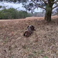 Female 1, a female German Shorthaired Pointer for sale in Moulton, AL – Photo 10 of 10