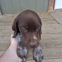 Female 1, a female German Shorthaired Pointer for sale in Moulton, AL – Photo 5 of 10
