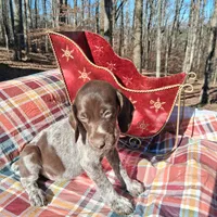 Female 1, a female German Shorthaired Pointer for sale in Moulton, AL – Photo 4 of 10