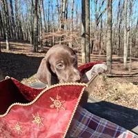 Female 1, a female German Shorthaired Pointer for sale in Moulton, AL – Photo 1 of 10