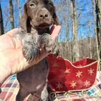 Female 1, a female German Shorthaired Pointer for sale in Moulton, AL – Photo 2 of 10