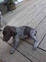 Male 1, a male German Shorthaired Pointer for sale in Moulton, AL – 2 of 2