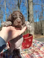 Male 2, a male German Shorthaired Pointer for sale in Moulton, AL – Photo 1 of 4