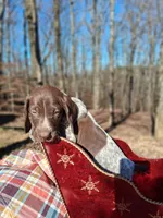 Male 2, a male German Shorthaired Pointer for sale in Moulton, AL – Photo 2 of 4