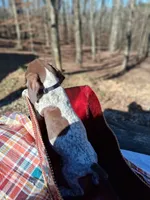 Male 2, a male German Shorthaired Pointer for sale in Moulton, AL – Photo 4 of 4