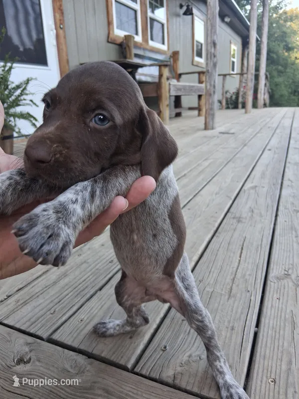 Male 1 – German Shorthaired Pointer puppy for sale in Moulton, AL