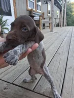 Male 1, a male German Shorthaired Pointer for sale in Moulton, AL – 1 of 2