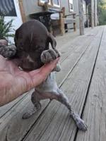 Female 2, a female German Shorthaired Pointer for sale in Moulton, AL – 2 of 2