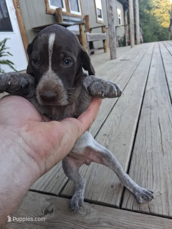 Female 3 – German Shorthaired Pointer puppy for sale in Moulton, AL
