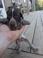 Female 3, a female German Shorthaired Pointer for sale in Moulton, AL – 1 of 2