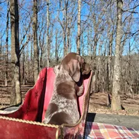 Female 2, a female German Shorthaired Pointer for sale in Moulton, AL – Photo 2 of 9