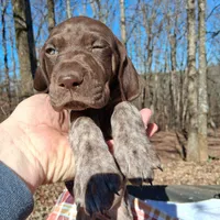 Female 2, a female German Shorthaired Pointer for sale in Moulton, AL – Photo 1 of 9