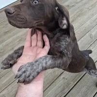 Female 2, a female German Shorthaired Pointer for sale in Moulton, AL – Photo 8 of 9