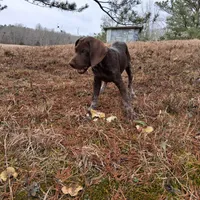 Female 2, a female German Shorthaired Pointer for sale in Moulton, AL – Photo 4 of 9