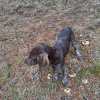 Female 2, a female German Shorthaired Pointer for sale in Moulton, AL – Photo 6 of 9