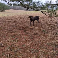 Female 2, a female German Shorthaired Pointer for sale in Moulton, AL – Photo 9 of 9