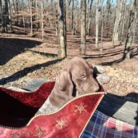 Female 2, a female German Shorthaired Pointer for sale in Moulton, AL – Photo 3 of 9