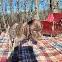 Female 2, a female German Shorthaired Pointer for sale in Moulton, AL – Photo 5 of 9