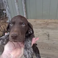 Female 2, a female German Shorthaired Pointer for sale in Moulton, AL – Photo 7 of 9