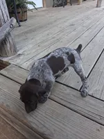 Female 1, a female German Shorthaired Pointer for sale in Moulton, AL – 2 of 2