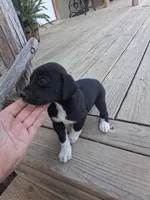 Male 3, a male German Shorthaired Pointer for sale in Moulton, AL – 2 of 2
