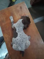 Male 1, a male German Shorthaired Pointer for sale in Moulton, AL – Photo 3 of 3