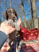 Male 1, a male German Shorthaired Pointer for sale in Moulton, AL – Photo 1 of 3