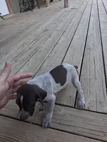 Female 3, a female German Shorthaired Pointer for sale in Moulton, AL – 2 of 2