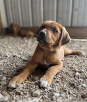 Hunter, a male Australian Shepherd and Rhodesian Ridgeback for sale in Bradleyville, MO – Photo 5 of 5