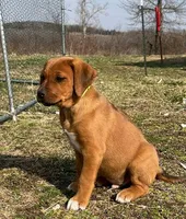 Hunter, a male Australian Shepherd and Rhodesian Ridgeback for sale in Bradleyville, MO – Photo 4 of 5