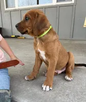 Hunter, a male Australian Shepherd and Rhodesian Ridgeback for sale in Bradleyville, MO – Photo 2 of 5