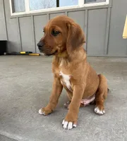 Hunter, a male Australian Shepherd and Rhodesian Ridgeback for sale in Bradleyville, MO – Photo 1 of 5