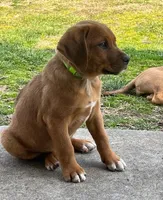 Hunter, a male Australian Shepherd and Rhodesian Ridgeback for sale in Bradleyville, MO – Photo 3 of 5